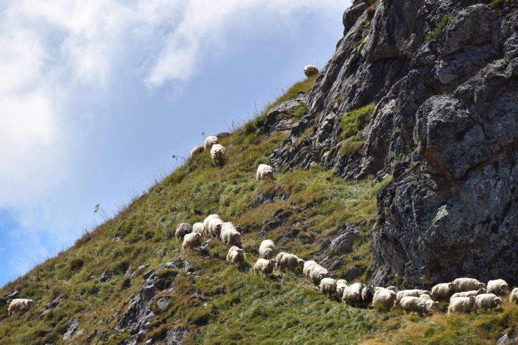 Conférence : Le pastoralisme dans les Pyrénées » par Alain Cazenave-Piarrot